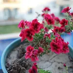 Hotel Karyada Cesme